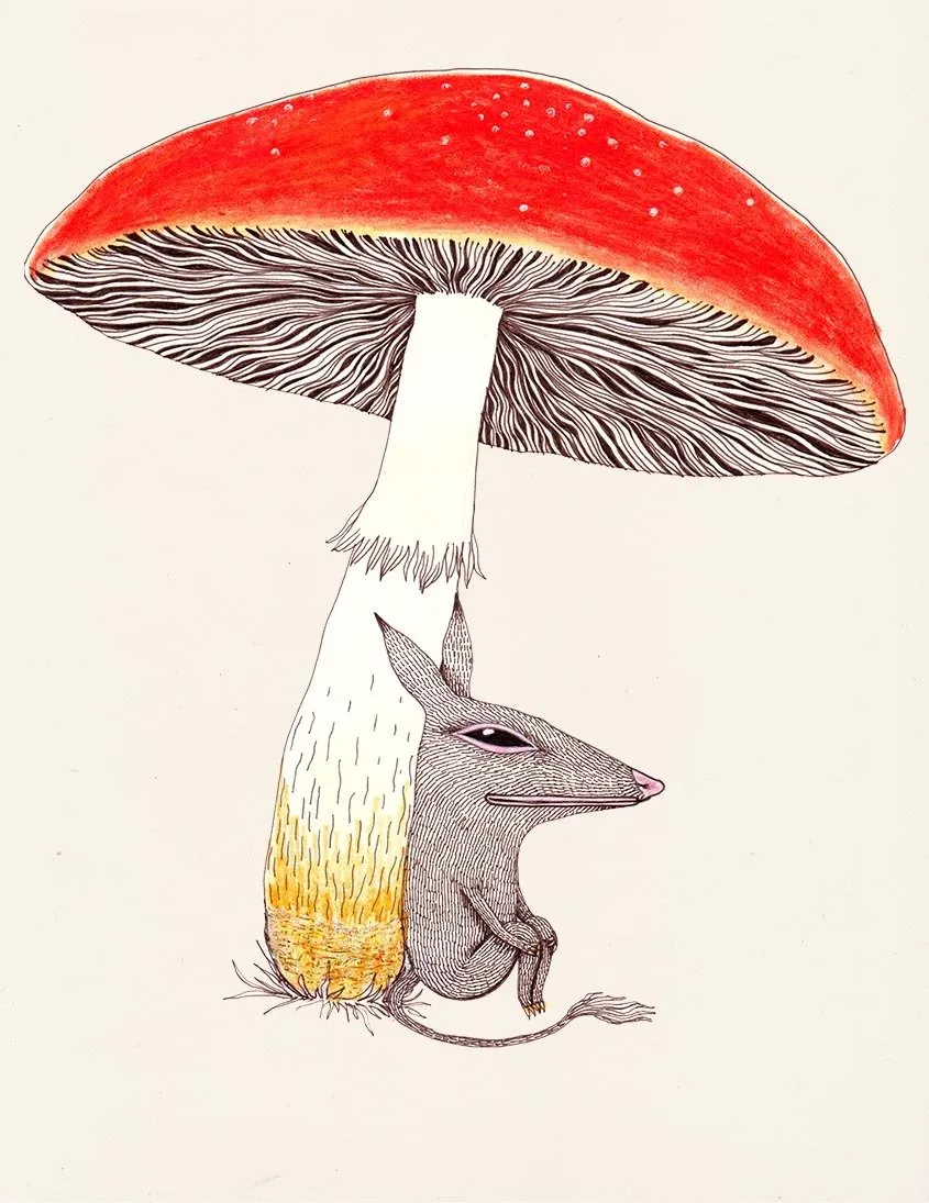 Fox & Comet Creature Illustration Prints